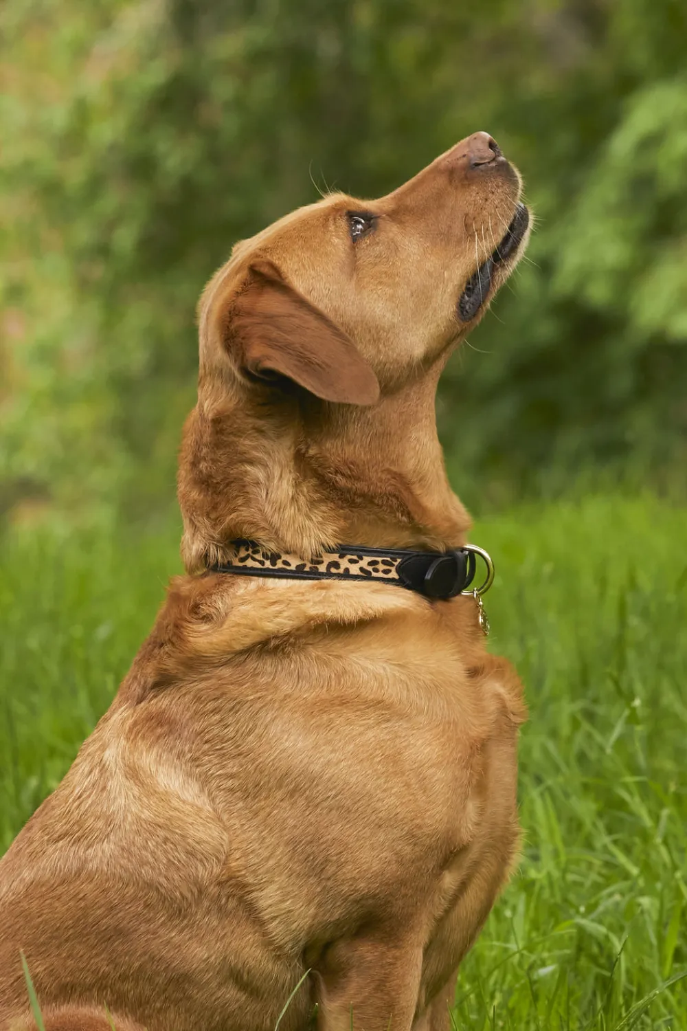 Holland Cooper HC Classic Dog Collar< Dog Collars