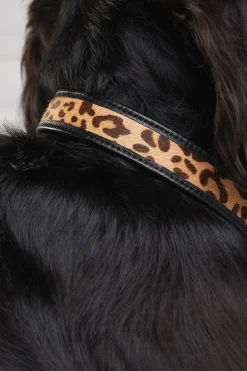 Holland Cooper HC Classic Dog Collar< Dog Collars