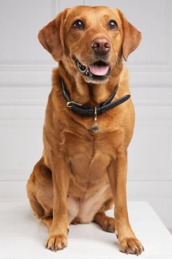 Holland Cooper HC Classic Dog Collar< Dog Collars