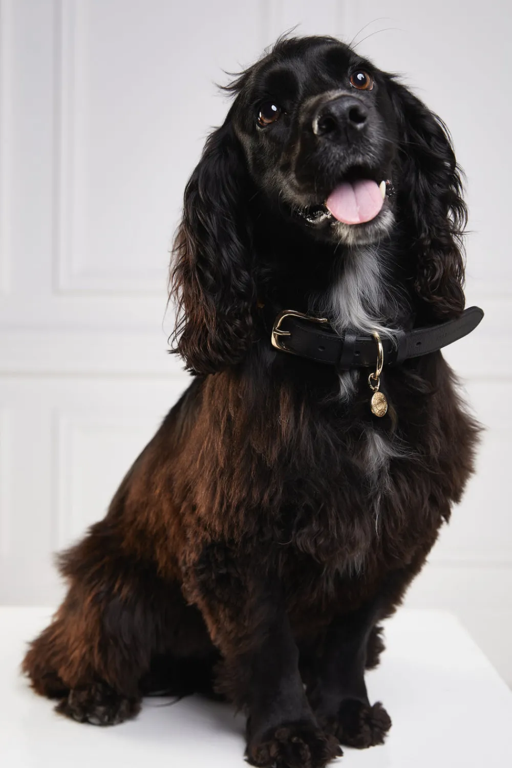 Holland Cooper HC Classic Dog Collar< Dog Collars