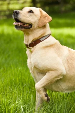 Holland Cooper HC Classic Dog Collar< Dog Collars