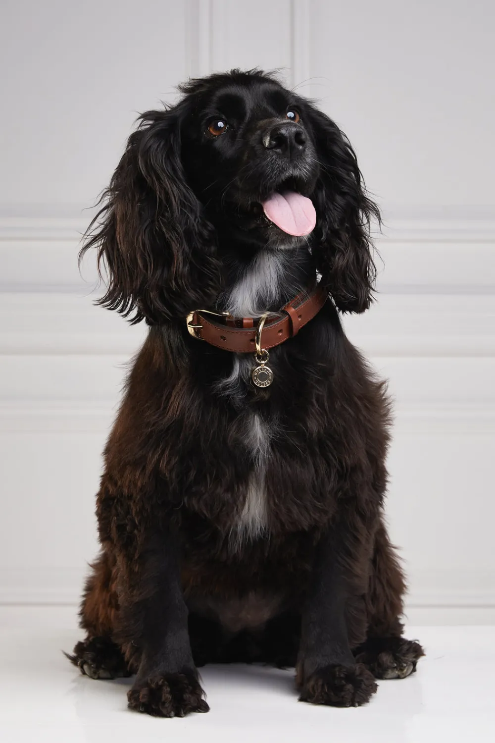 Holland Cooper HC Classic Dog Collar< Dog Collars