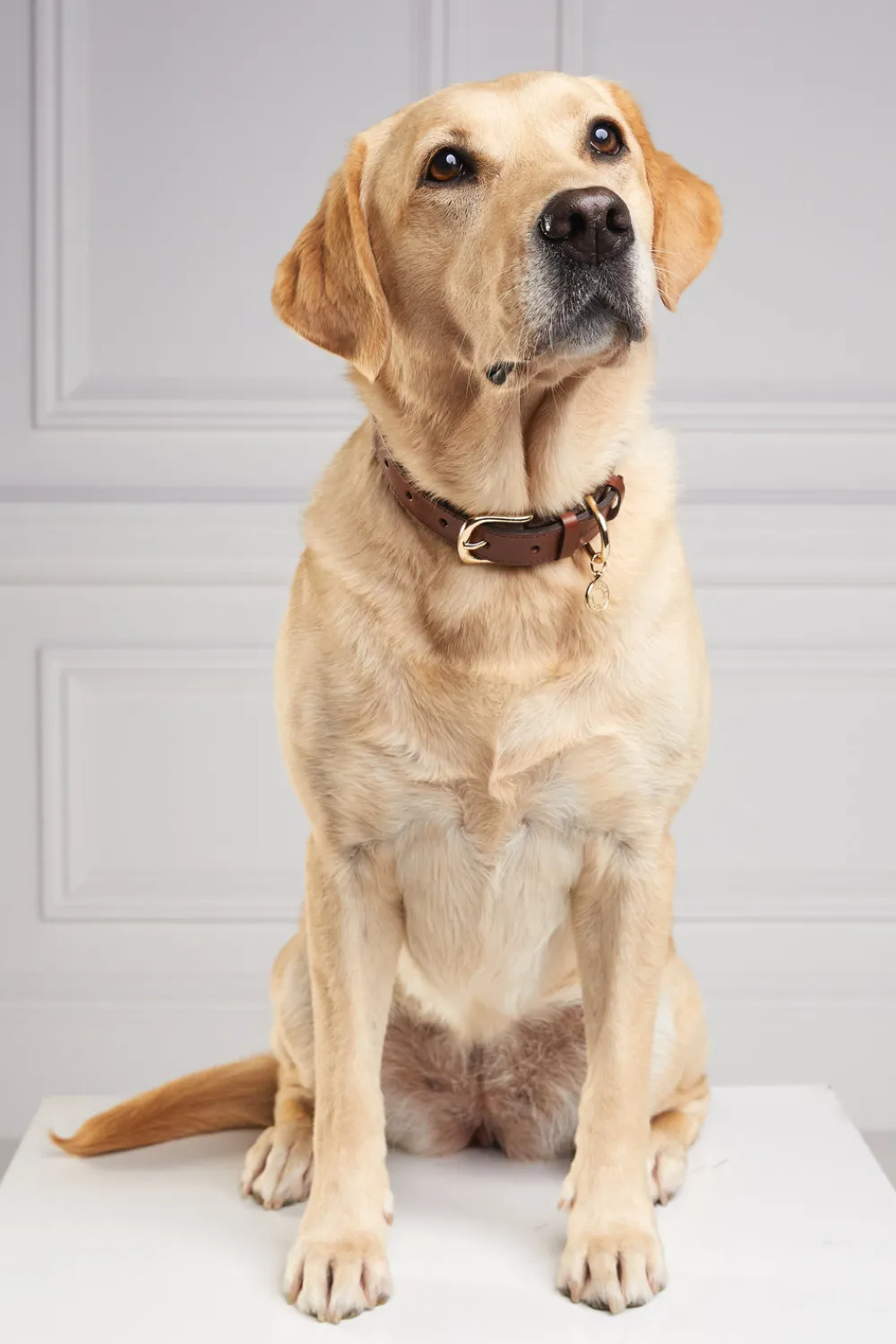 Holland Cooper HC Classic Dog Collar< Dog Collars