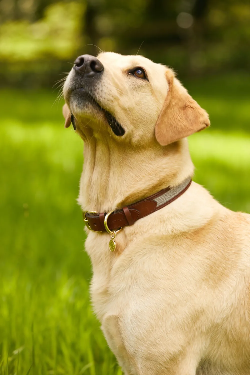 Holland Cooper HC Classic Dog Collar< Dog Collars