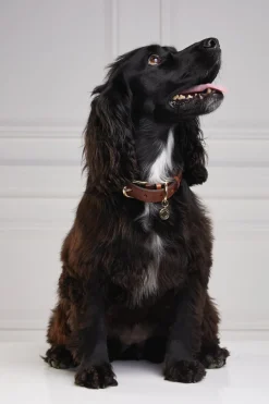 Holland Cooper HC Classic Dog Collar< Dog Collars