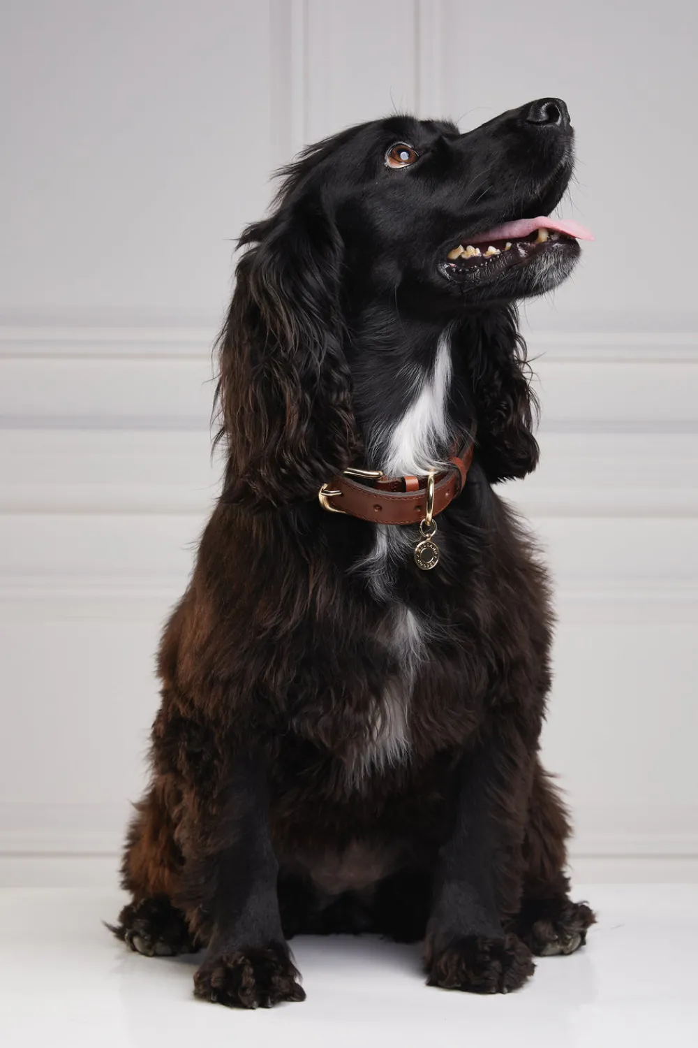 Holland Cooper HC Classic Dog Collar< Dog Collars