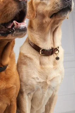 Holland Cooper HC Classic Dog Collar< Dog Collars