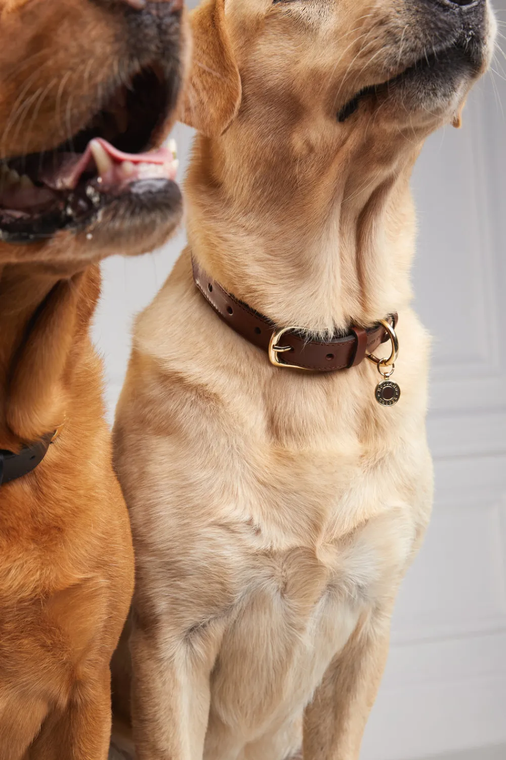 Holland Cooper HC Classic Dog Collar< Dog Collars