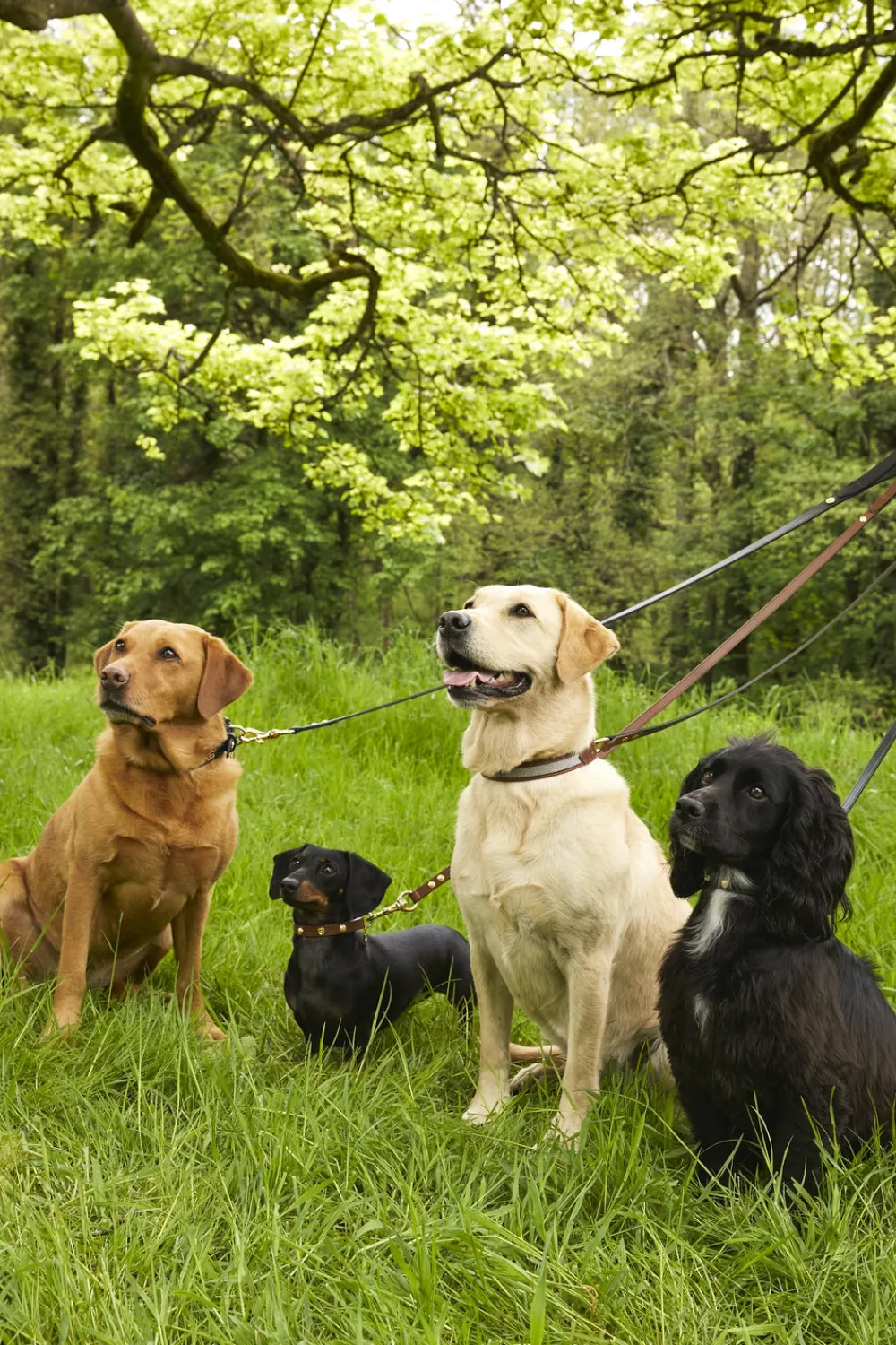 Holland Cooper HC Slim Dog Lead< Dog Leads