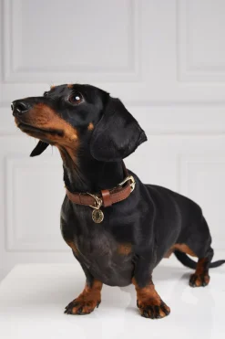 Holland Cooper HC Studded Dog Collar< Dog Collars