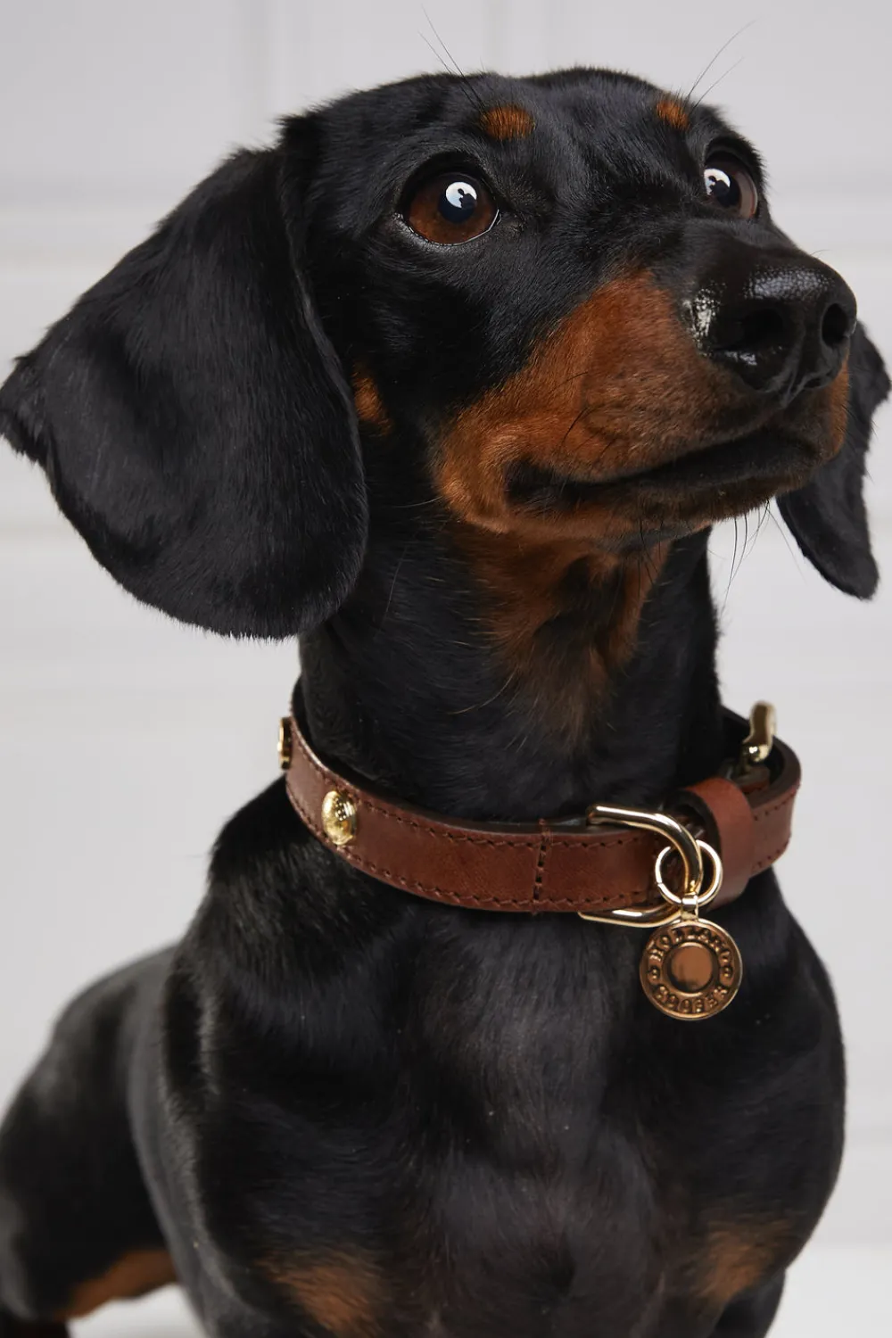 Holland Cooper HC Studded Dog Collar< Dog Collars