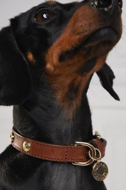 Holland Cooper HC Studded Dog Collar< Dog Collars