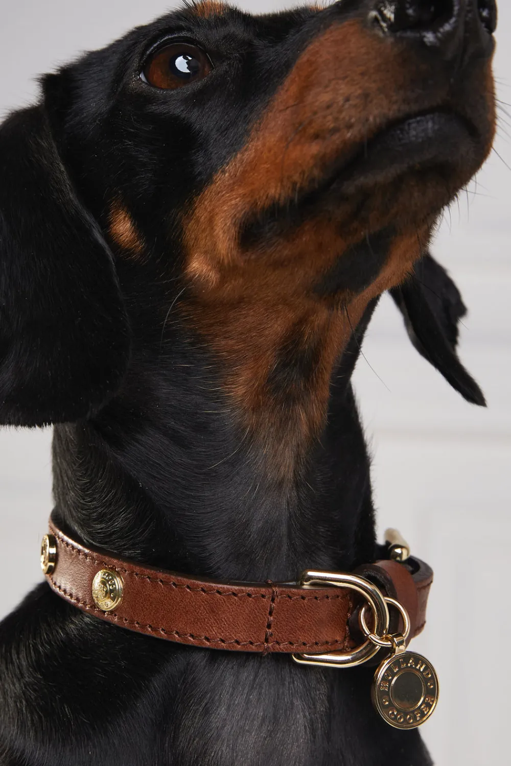 Holland Cooper HC Studded Dog Collar< Dog Collars